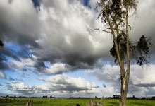 2023年女足世界杯在哪里举行？